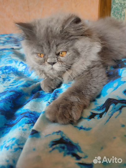 Персидские котята