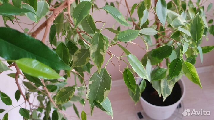 Фикус бенджамина вариегатный большой в горшке IKEA