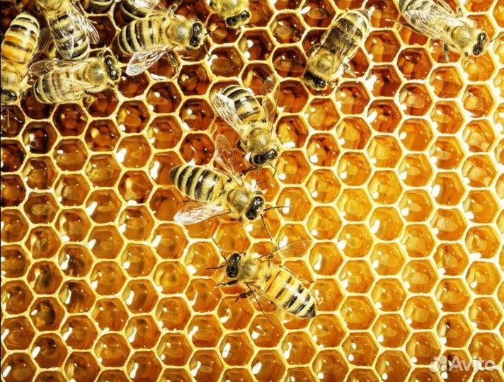 Мёд горный,натуральный,свежий