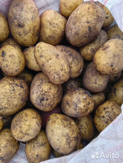 Картофель галла