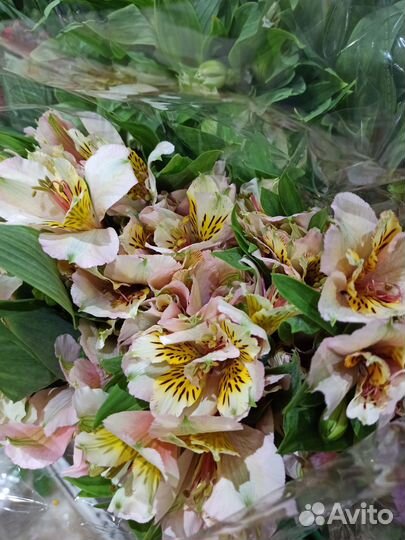 Альстромерия