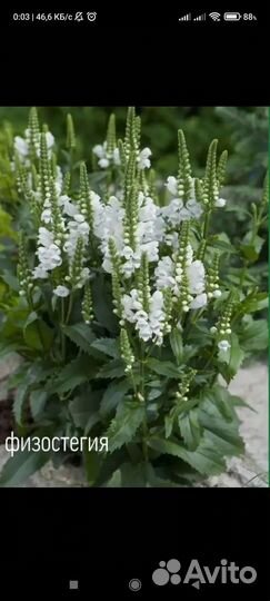 Физостегия