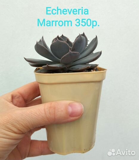 Кактусы и суккуленты