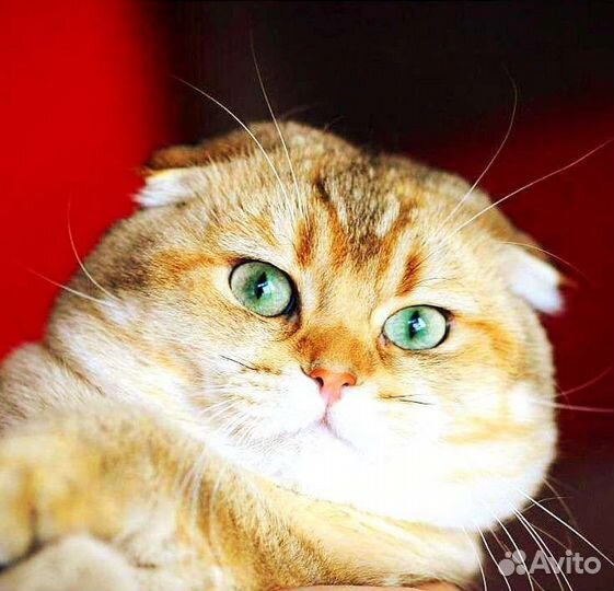 Золотой вислоухий кот на вязку Чемпион WCF