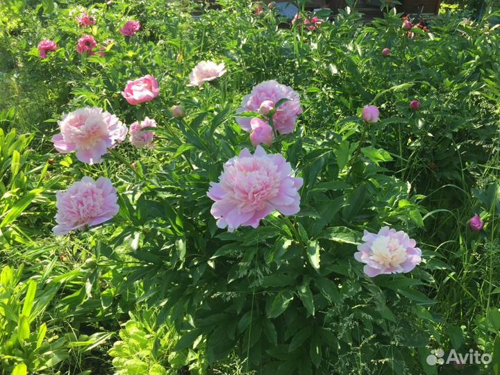 Продаю клубни пионов