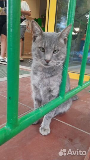 В добрые руки