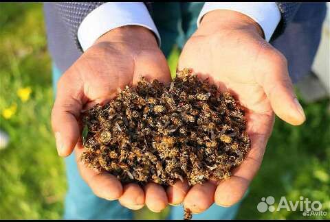 Пчелы подмор