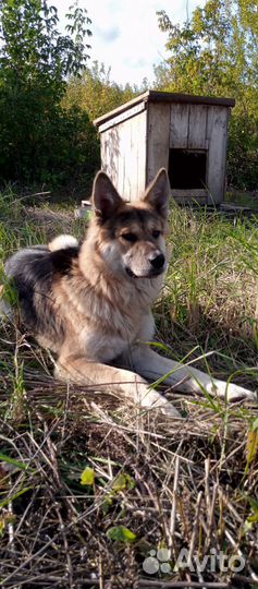 Собака в добрые руки