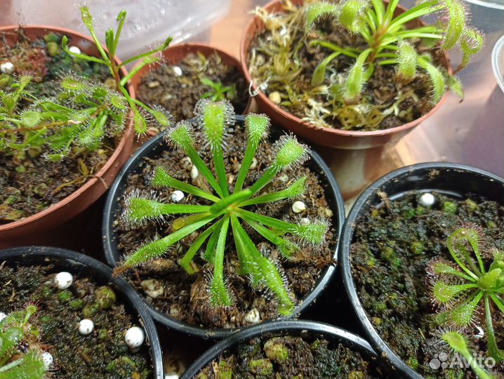 Росянка Геркулес/Drosera x Hercules