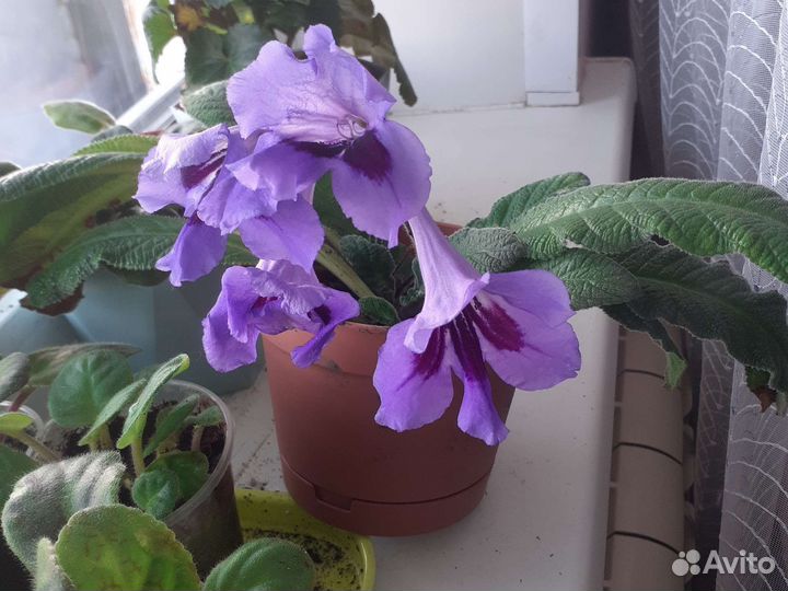 Стрептокарпус