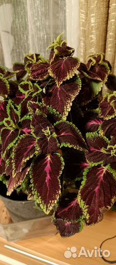 Бегонияколиус