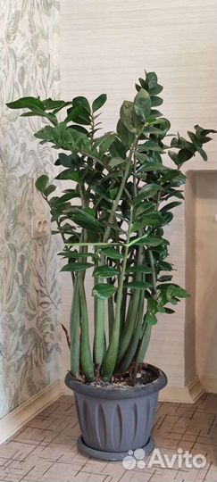 Замиокулькас