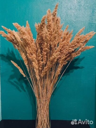 Сухоцветы/камыш/пампасная трава/трастник