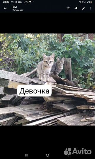 Котята