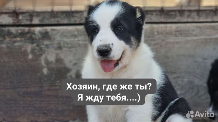 Щенок Алабая девочка с документами
