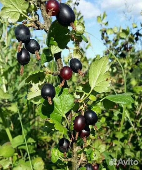 Черный крыжовник