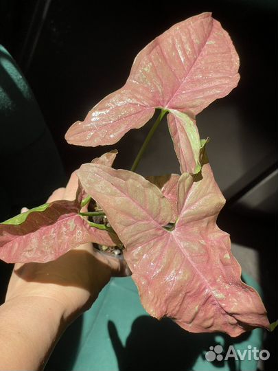 Сингониум розовая икра/Pink Caviar