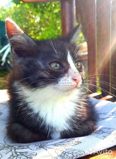 Кошка в дар