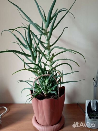 Алоэ лечебный 6 лет