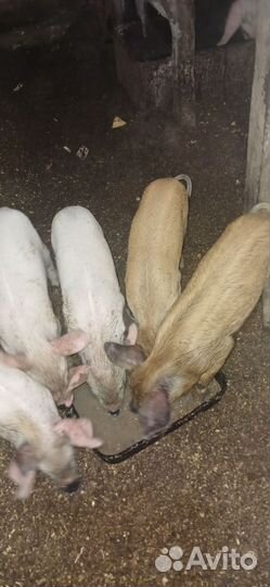 Сельхоз животные свердловская область