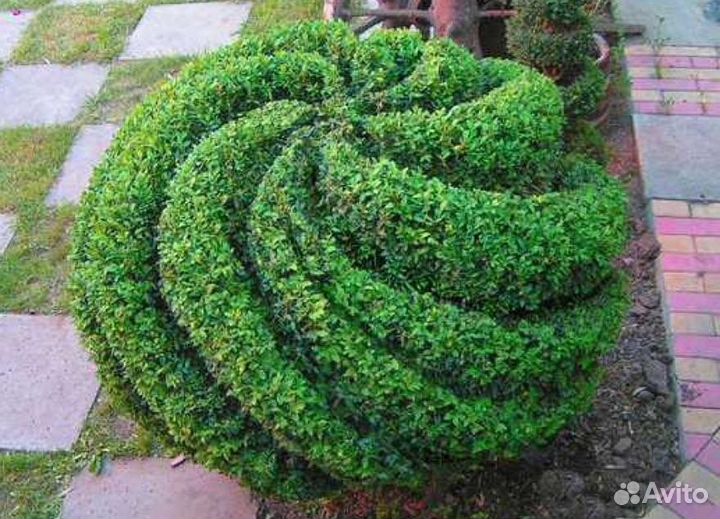 Самшит (Буксус), вечнозеленые кустарники