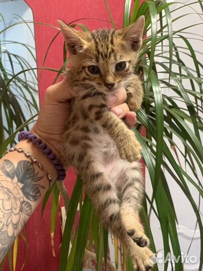 Бенгальская