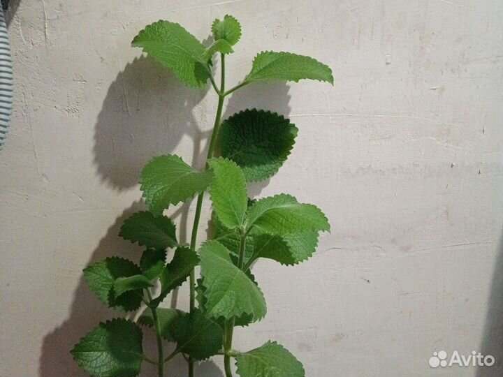 Комнатная мята