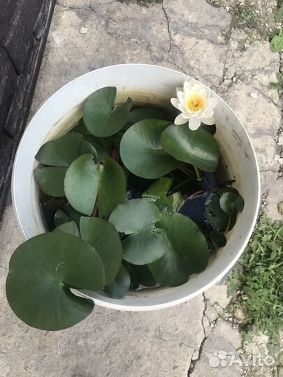 Нимфеи для пруда