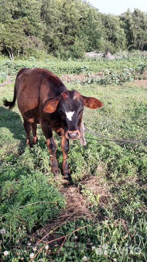 Продается телочка