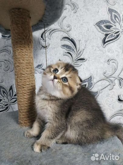 Шотландские котята