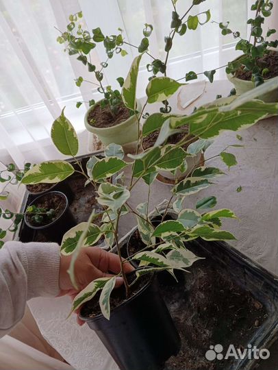 Фикус бенджамина пестролистный