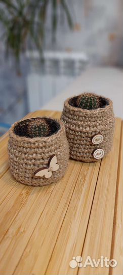 Живой кактусенок в джутовой шубке