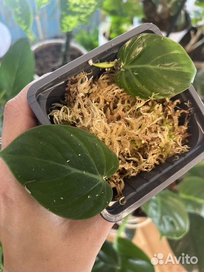 Филодендроны