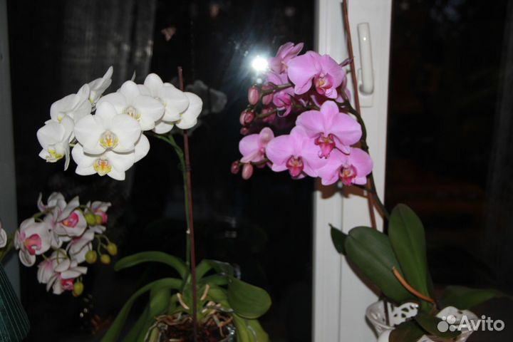 Комнатные растения цветы орхидея