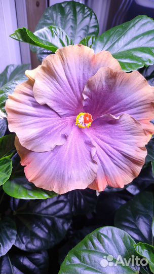 Прививка сортового гибискуса