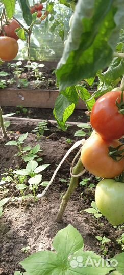 Фасоль стручковая