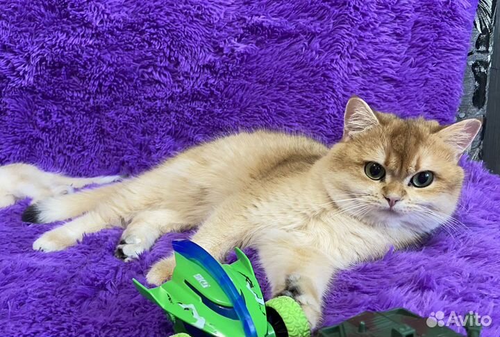 Приглашаем на вязку