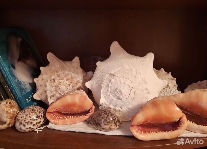 Морские ракушки раковины