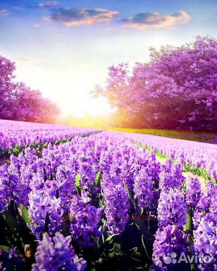 Картина по номерам 40x50 Поле гиацинтов