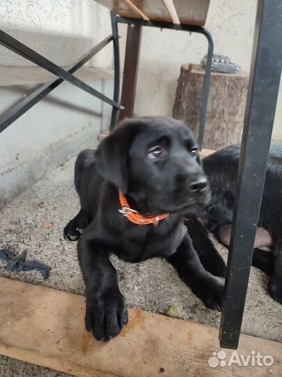 Щенки лабрадора черные