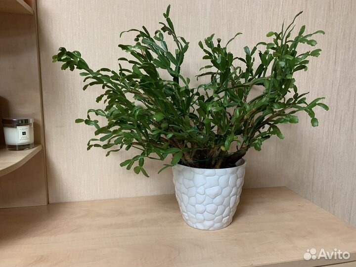 Декабрист шлюмбергера