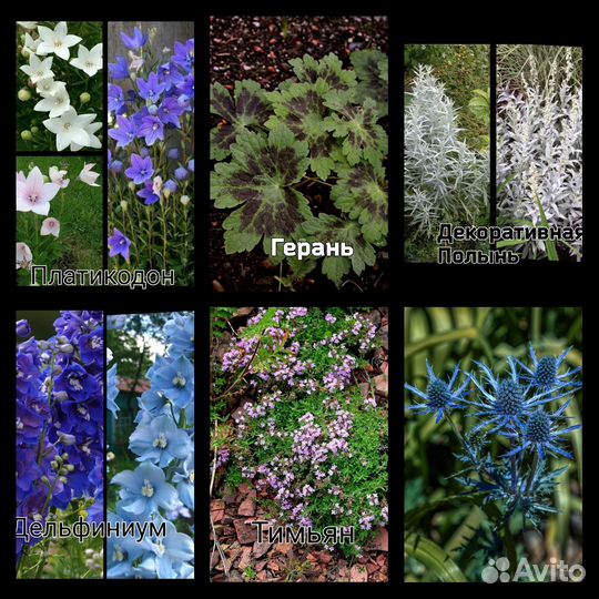 Злаки, Садовые многолетники. усы клубники