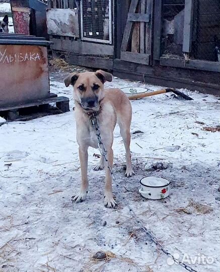 В Добрые руки