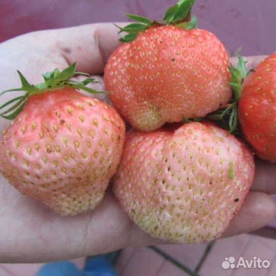 Земклуника Пенелопа, клубника Ананасная