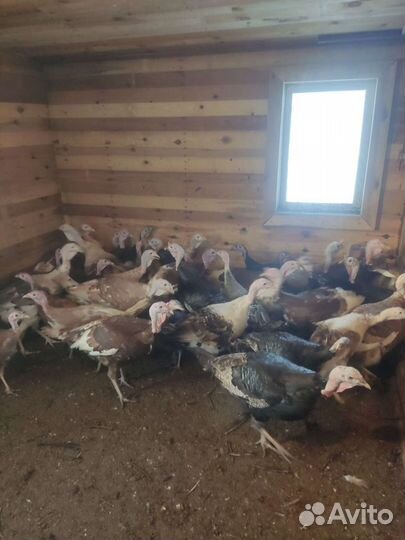 Индюки, Цесарки