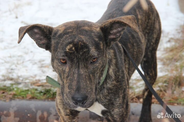 Отдам бесплатно в хорошую семью