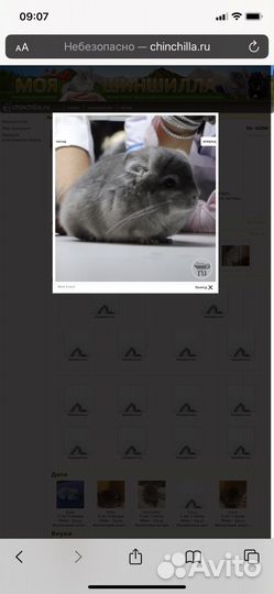 Шиншиллы фиолетовая ангора с витриной