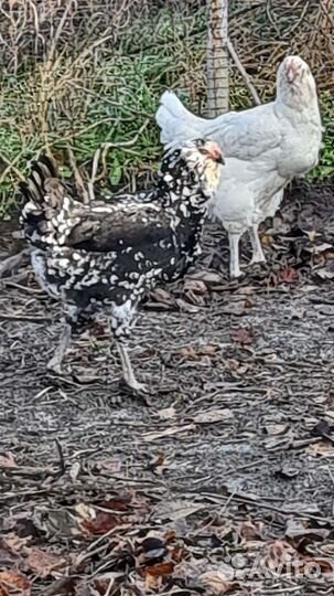 Породные куры