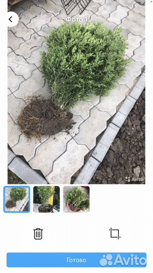 Самшит зимующий