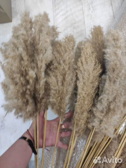 Сухоцветы тростник пампасная трава